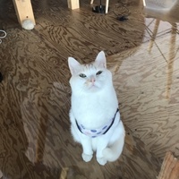 ビワ