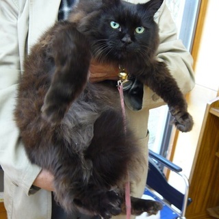 とても穏やかな大きな黒長毛君