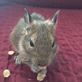 9月4日生まれ ノーマルカラーの女の子です