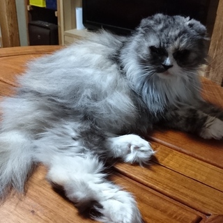 最後までお世話できる方に！