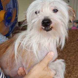 三沢（骨折治療中のチャイクレ女子）