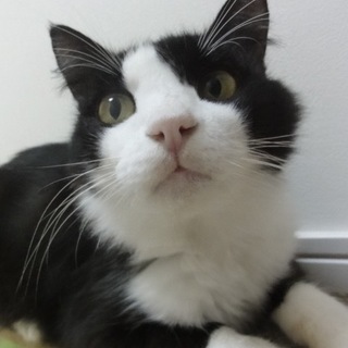去勢ワクチン済み、長毛系、穏やかで優しい子です