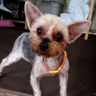 宮古（みやこ）ちょっとシャイな女の子