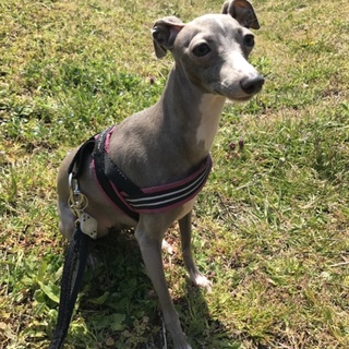 急募！小柄なイタグレ女の子