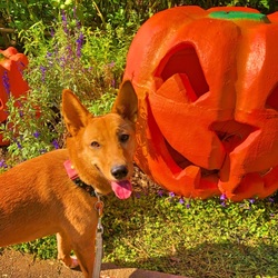 ハロウィンイブ♡♡happy♡Halloween