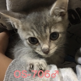 管理番号：OS−706