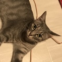 トラ柄甘えん坊♡女の子