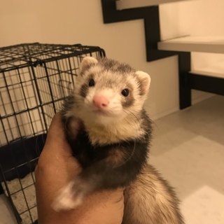 フェレットの里親さん募集