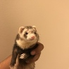 フェレットの里親さん募集 サムネイル2