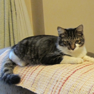 キュートなサバ白ボーイ