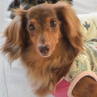 カニンヘンダックス 仮名☆奏夏(かんな)