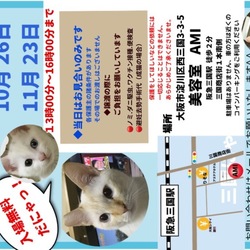 三国にゃんころ〜里親会