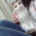 三毛猫♀9ヶ月3kg