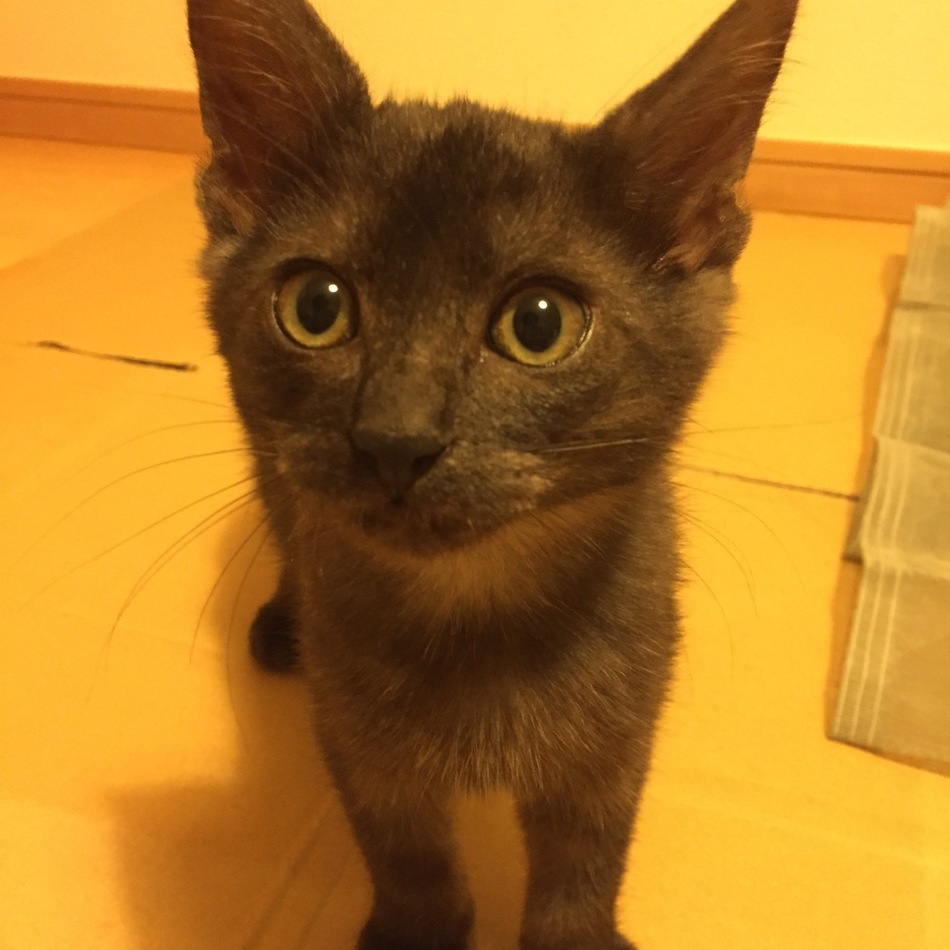 ノアールのカバー写真