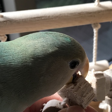 木をガジガジするのが好き