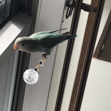 やんちゃっ子してまーす(｡>∀<｡)