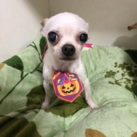 とろろ