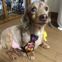 たらこ