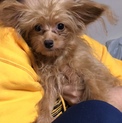 6ヶ月 ミックス犬 女の子