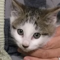 2ヶ月前後の子猫