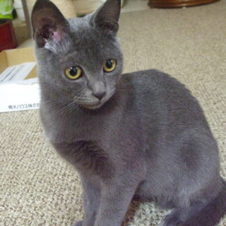 モデル猫のようなシーバちゃん！（5ヶ月）