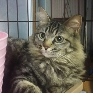 【甘えん坊】長毛美人猫里親募集