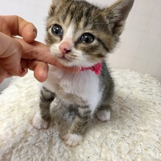 里親さま決まりました☆