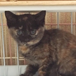 コロコロ サビ姉妹