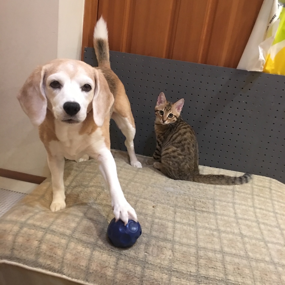 るかちゃんのカバー写真