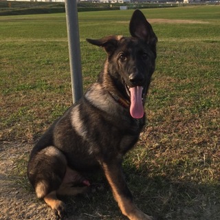 生後5ヶ月のシェパード君