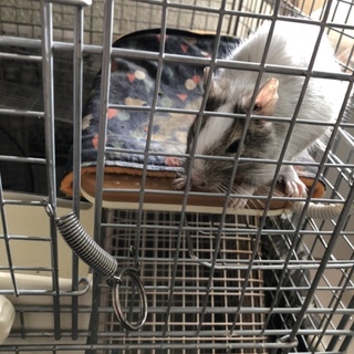 デグー(パイド)の里親募集