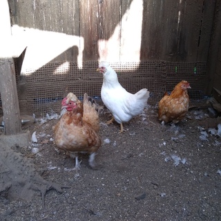 ニワトリ3羽
