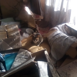 交通費不要、生後半年ほど