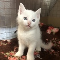 ブルーアイ綺麗な瞳の白猫ちゃん トライアル決定