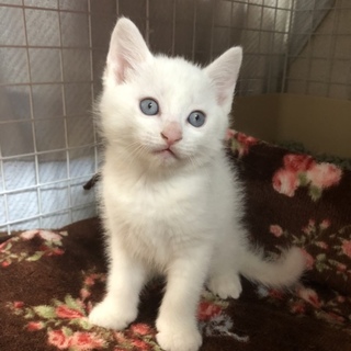 ブルーアイ綺麗な瞳の白猫ちゃん トライアル決定