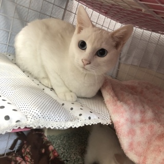 ブルーアイ綺麗な瞳の白猫お姉ちゃん