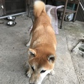 柴犬の女の子です。助けてあげてください。