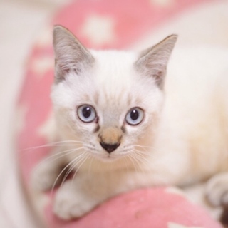 ブルーアイ美男【色】