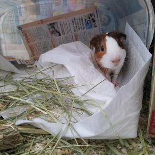 モルモットの里親募集