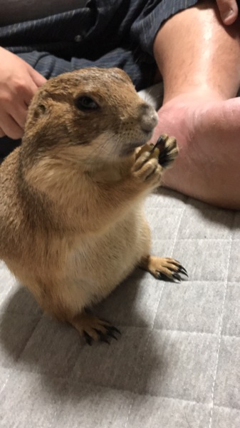 プレーリードッグ 男の子  (現在発情期凶暴化中) サムネイル2