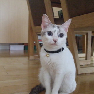 人間大好きなリィちゃん！ 家族にして下さい。