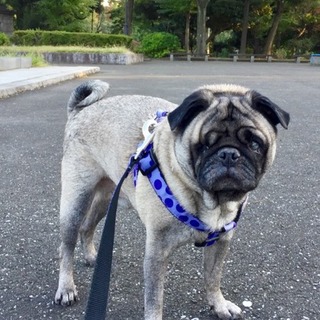 【トライアル中！募集一時停止】全盲の7歳パグ