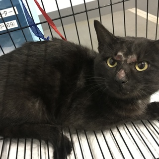 里親様決まりました♡人馴れ抜群 大きな黒猫君 
