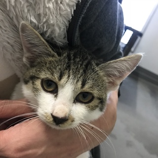 譲渡されました♡可愛い白キジちゃん