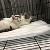 譲渡されました♡可愛い白キジちゃん サムネイル5