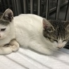 譲渡されました♡可愛い白キジちゃん サムネイル6
