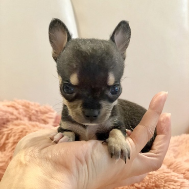 ありんご