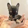 ありんご