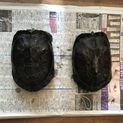 クサガメ 2匹