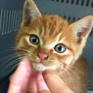 里親決定！ありがとうございました。